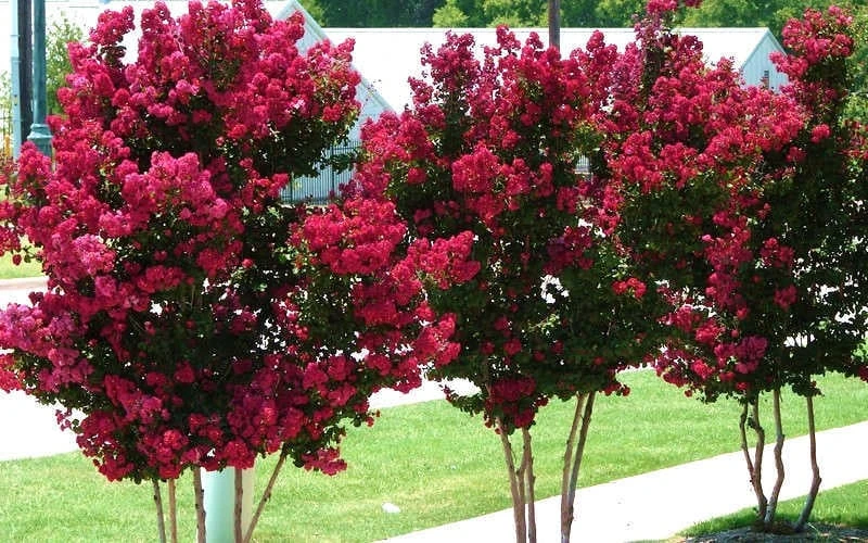 Tonto Red Crape Myrtle - 3 Gallon Pot 6 Tonto Red Crape Myrtle - 3 Gallon Pot - Image 6