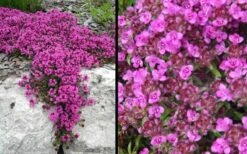 Red Creeping Thyme (Thymus Praecox 'Coccineus') - 8 Pack Of Quart Pots -US Fruit Trees Sales Store Picture Creeping Thyme Red 4 2