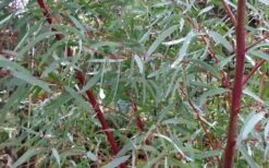 Angus Cold Hardy Eucalyptus Tree (Eucalyptus Nicholii) - 3 Gallon Pot -US Fruit Trees Sales Store Picture Eucalyptus Tree Anugus Willow Leaf Peppermint 5