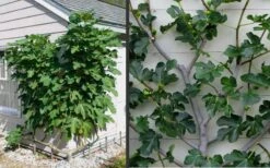 Brown Turkey Fig Tree - 6 Pack Of 1 Gallon Pots -US Fruit Trees Sales Store Picture Fig Brown Turkey Espalier