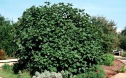 Brown Turkey Fig Tree - 6 Pack Of 1 Gallon Pots -US Fruit Trees Sales Store Picture Fig Brown Turkey Shrub Large
