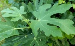 Brown Turkey Fig Tree - 6 Pack Of 1 Gallon Pots -US Fruit Trees Sales Store Picture Fig Brown Turkey Tree Leaves