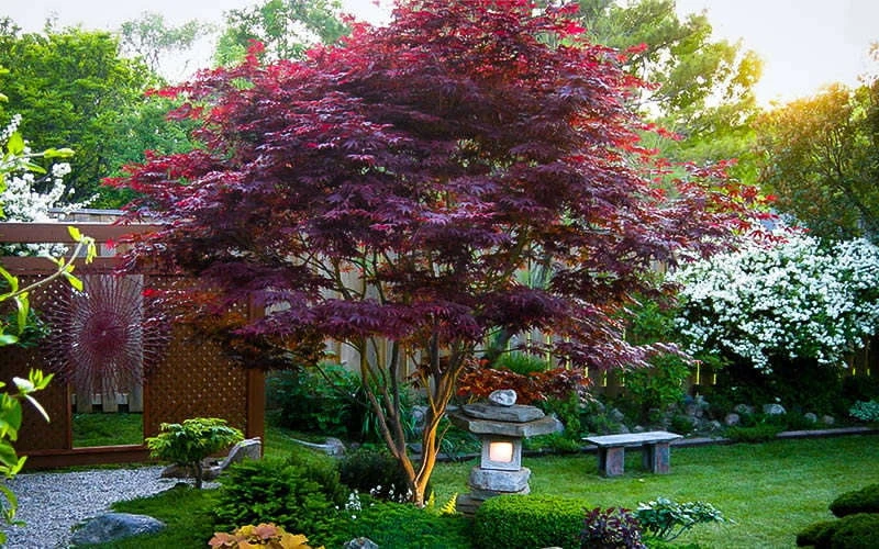 Bloodgood Red Leaf Japanese Maple - 1 Gallon Pot 9 Bloodgood Red Leaf Japanese Maple - 1 Gallon Pot - Image 9