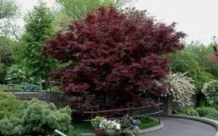 Bloodgood Red Leaf Japanese Maple - 1 Gallon Pot 15 Bloodgood Red Leaf Japanese Maple - 1 Gallon Pot -US Fruit Trees Sales Store Picture Japanese Maple Bloodgood tree 2