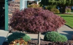 Crimson Queen Dwarf Japanese Maple - 5 Gallon Pot -US Fruit Trees Sales Store Picture Japanese Maple Crimson Queen 1 1