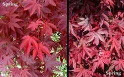 Red 'N Summer Japanese Maple - Acer Palmatum 'Hefner's Red' - 3 Gallon Pot -US Fruit Trees Sales Store Picture Japanese Maple Hefners Red Spring