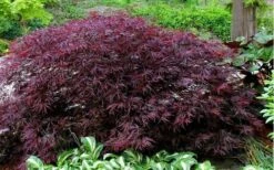 Red Dragon Dwarf Japanese Maple - 1 Gallon Pot -US Fruit Trees Sales Store Picture Japanese Maple Red Dragon 1