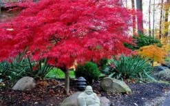 Red Dragon Dwarf Japanese Maple - 3 Gallon Pot 12 Red Dragon Dwarf Japanese Maple - 3 Gallon Pot -US Fruit Trees Sales Store Picture Japanese Maple Red Dragon 4 1
