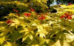 Summer Gold Japanese Maple - 3 Gallon Pot -US Fruit Trees Sales Store Picture Japanese Maple Summer Gold 8