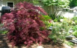 Tamukeyama Dwarf Red Japanese Maple - 1 Gallon Pot - High Grafted Tree Form -US Fruit Trees Sales Store Picture Japanese Maple Tamukeyama 3 1