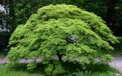Viridis Dwarf Green Japanese Maple - 5 Gallon Pot -US Fruit Trees Sales Store Picture Japanese Maple Viridis