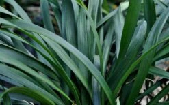 Big Blue Liriope (Lily Turf) - 1 Gallon Pot -US Fruit Trees Sales Store Picture Liriope Big Blue 7