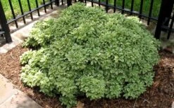 Variegated Pittosporum - Japanese Mock Orange - 1 Gallon Pot -US Fruit Trees Sales Store Picture Pittosporum Variegated Shrub 1