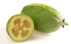 Pineapple Guava -Feijoa Sellowiana - 7 Gallon Pot -US Fruit Trees Sales Store Pineapple Guava Fruit