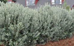 Pineapple Guava -Feijoa Sellowiana - 7 Gallon Pot -US Fruit Trees Sales Store Pineapple Guava Hedge