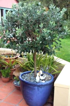 Pineapple Guava -Feijoa Sellowiana - 7 Gallon Pot -US Fruit Trees Sales Store Pineapple Guava In Pot 500x750 1