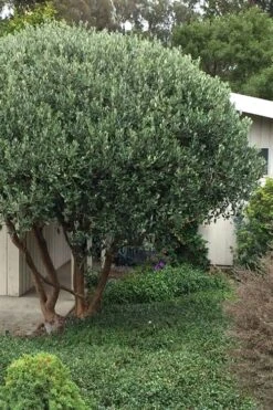 Pineapple Guava -Feijoa Sellowiana - 7 Gallon Pot -US Fruit Trees Sales Store Pineapple Guava Tree 21