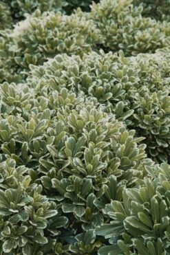 Mojo Dwarf Variegated Pittosporum - 2 Gallon Pot -US Fruit Trees Sales Store Pittosporum Mojo 11 1