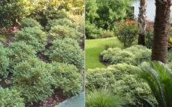 Mojo Dwarf Variegated Pittosporum - 2 Gallon Pot -US Fruit Trees Sales Store Pittosporum Mojo 6 1