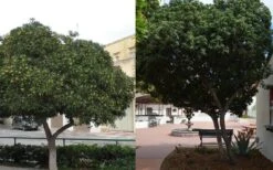 Green Pittosporum (Japanese Mock Orange) - 3 Gallon Pot -US Fruit Trees Sales Store Pittosporum Tree Form