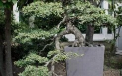 Variegated Pittosporum - Japanese Mock Orange - 1 Gallon Pot -US Fruit Trees Sales Store Pittosporum Variegated Bonsai