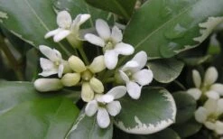Variegated Pittosporum - Japanese Mock Orange - 1 Gallon Pot -US Fruit Trees Sales Store Pittosporum Variegated Flowers 1