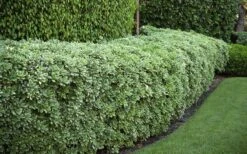 Variegated Pittosporum - Japanese Mock Orange - 1 Gallon Pot -US Fruit Trees Sales Store Pittosporum variegated 50