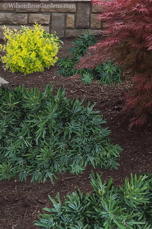 Pringles Dwarf Podocarpus Yew - 1 Gallon Pot 4 Pringles Dwarf Podocarpus Yew - 1 Gallon Pot - Image 4