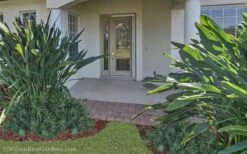 Pringles Dwarf Podocarpus Yew - 1 Gallon Pot 10 Pringles Dwarf Podocarpus Yew - 1 Gallon Pot -US Fruit Trees Sales Store Podocarpus Pringles 21