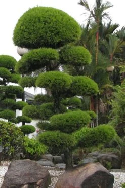 Podocarpus Macrophyllus Upright Yew - 3 Gallon Pot -US Fruit Trees Sales Store Podocarpus Upright Yew 10