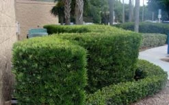 Podocarpus Macrophyllus Upright Yew - 3 Gallon Pot -US Fruit Trees Sales Store Podocarpus Upright Yew 11