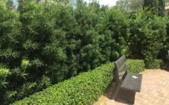 Podocarpus Macrophyllus Upright Yew - 3 Gallon Pot -US Fruit Trees Sales Store Podocarpus Upright Yew 12