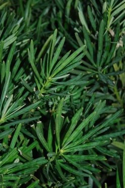 Podocarpus Macrophyllus Upright Yew - 3 Gallon Pot -US Fruit Trees Sales Store Podocarpus Upright Yew 13