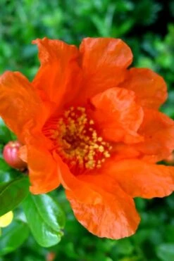 Russian 26 Cold Hardy Pomegranate - 3 Gallon Pot -US Fruit Trees Sales Store Pomegranate Russian 26 11