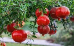 Russian 26 Cold Hardy Pomegranate - 3 Gallon Pot -US Fruit Trees Sales Store Pomegranate Russian 26 12