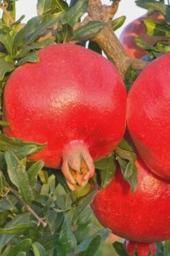 Salavatski Cold Hardy Russian Pomegranate - 1 Gallon Pot -US Fruit Trees Sales Store Pomegranate Russian 26 Rev 500x750 4