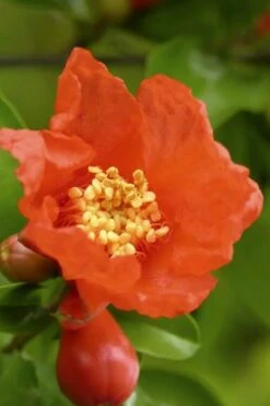 Salavatski Cold Hardy Russian Pomegranate - 1 Gallon Pot -US Fruit Trees Sales Store Pomegranate Salavatski 3 2