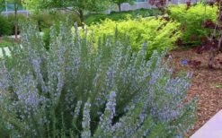 Arp Rosemary - 6 Pack Of Pint Pots -US Fruit Trees Sales Store Rosemary Arp Blooming