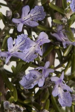 Barbeque Rosemary Plant - 1 Gallon Pot -US Fruit Trees Sales Store Rosemary Barbeque 13