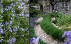 Chef's Choice Rosemary - Quart Pot -US Fruit Trees Sales Store Rosemary Chefs Choice 2