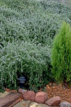 Prostrate Creeping Rosemary - 6 Pack Of Pint Pots -US Fruit Trees Sales Store Rosemary Prostrate 12