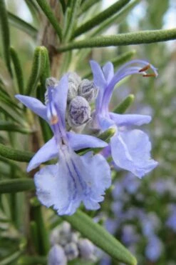 Prostrate Creeping Rosemary - 6 Pack Of Pint Pots -US Fruit Trees Sales Store Rosemary Prostrate 17
