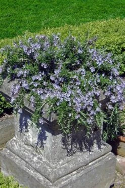 Prostrate Creeping Rosemary - 1 Gallon Pot 10 Prostrate Creeping Rosemary - 1 Gallon Pot -US Fruit Trees Sales Store Rosemary Prostrate 18 1