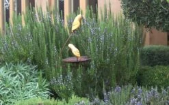 Tuscan Blue Rosemary - 1 Gallon Pot -US Fruit Trees Sales Store Rosemary Tuscan Blue 2