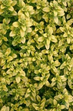 Archers Gold Lemon Thyme - Thymus Citriodorus - 10 Pack Of Pint Pots -US Fruit Trees Sales Store Thyme Archers Gold Rev 500x750 2
