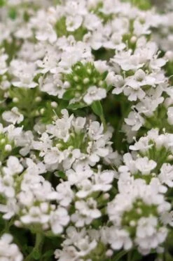 White Creeping Thyme (Thymus Praecox 'Albiflorus') 10 Pack Of Pint Pots -US Fruit Trees Sales Store Thyme Creeping White 3 1