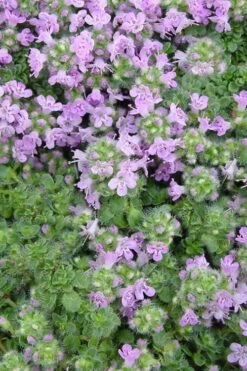 Elfin Creeping Thyme (Thymus Serpyllum 'Elfin') - 5 Pack Of Pint Pots -US Fruit Trees Sales Store Thyme Elfin BS