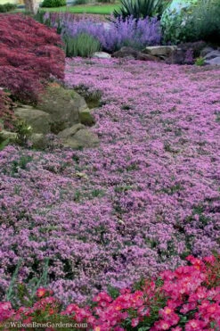 Pink Chintz Thyme - Thymus Serpyllum - 6 Pack Of Pint Pots -US Fruit Trees Sales Store Thyme Pink Chintz 10 3
