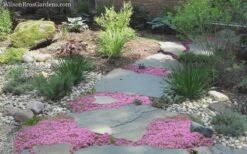 Pink Chintz Thyme - Thymus Serpyllum - 5 Pack Of Pint Pots -US Fruit Trees Sales Store Thyme Pink Chintz 8 2