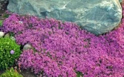 Red Creeping Thyme (Thymus Praecox 'Coccineus') - 8 Pack Of Quart Pots -US Fruit Trees Sales Store Thyme Red Creeping 10 2